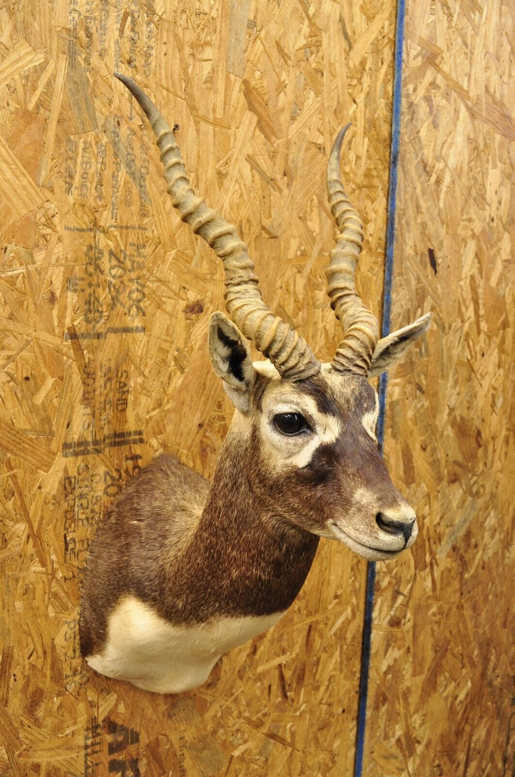 Vintage Blackbuck Antelope Shoulder Mount Taxidermy Wall Decor 14" Horns