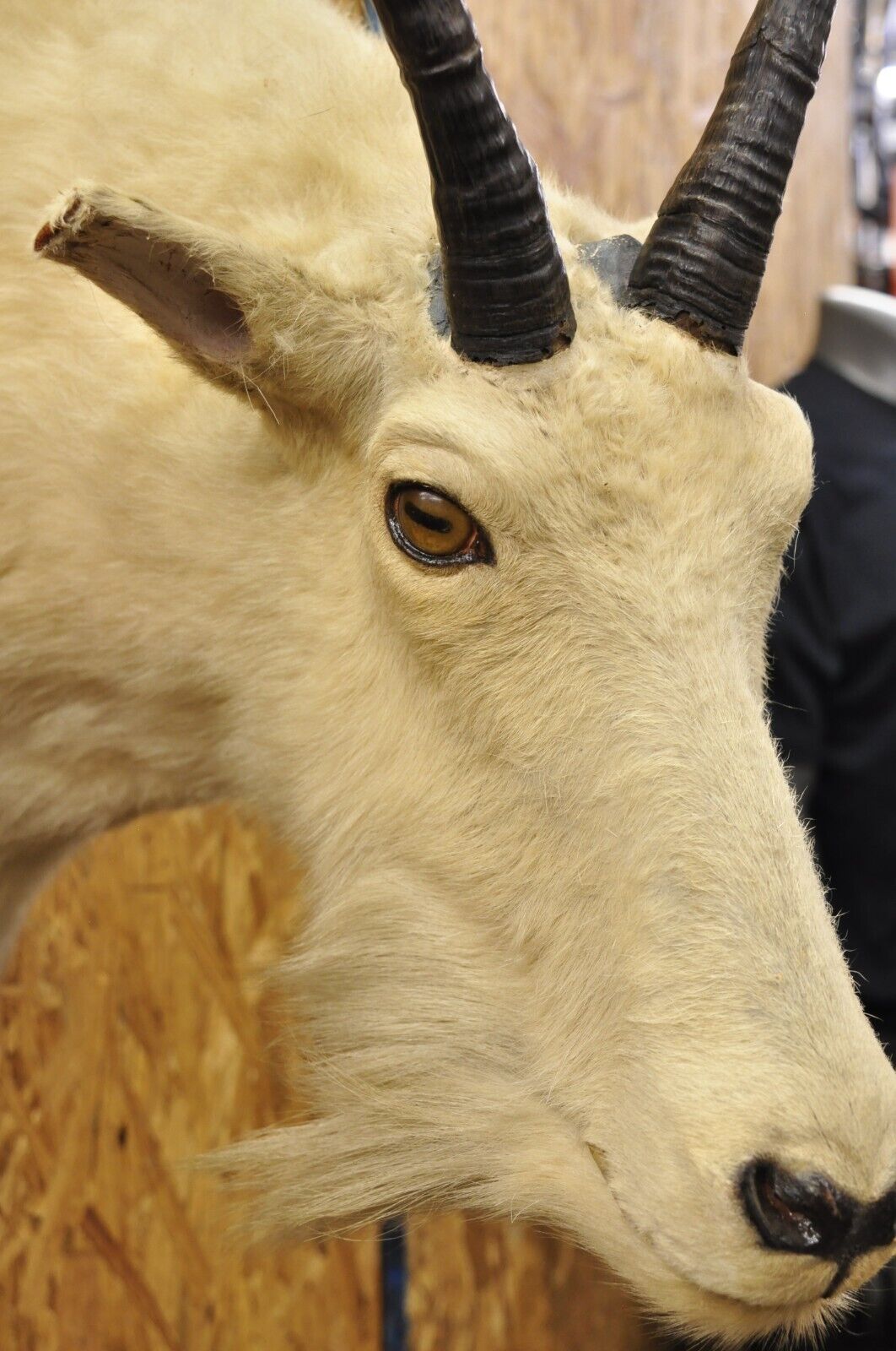 Vintage Taxidermy White Mountain Goat Head Shoulder Mount Horns Cabin Decor (B)