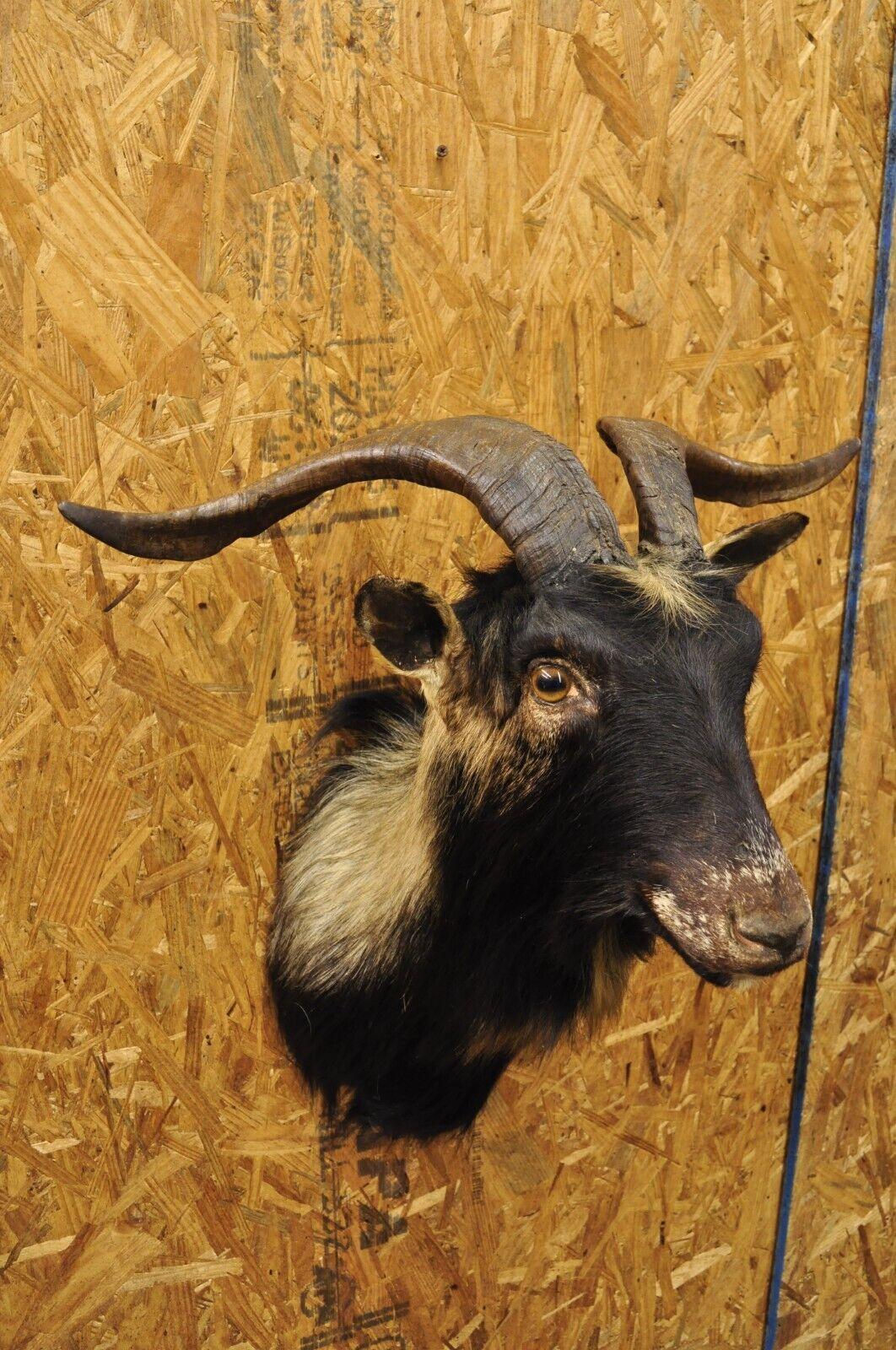 Vintage Black Catalina Longhorn Goat Ram Shoulder Mount Wall Taxidermy