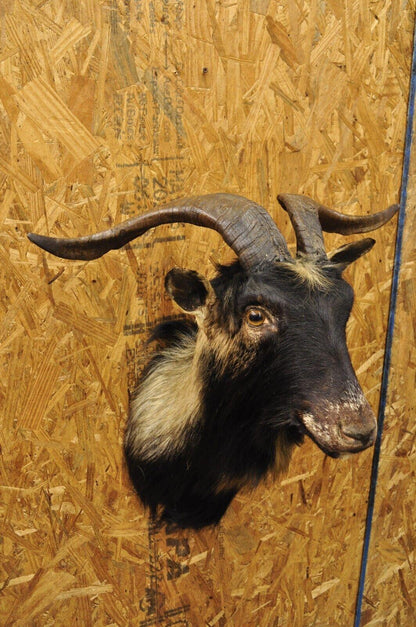 Vintage Black Catalina Longhorn Goat Ram Shoulder Mount Wall Taxidermy