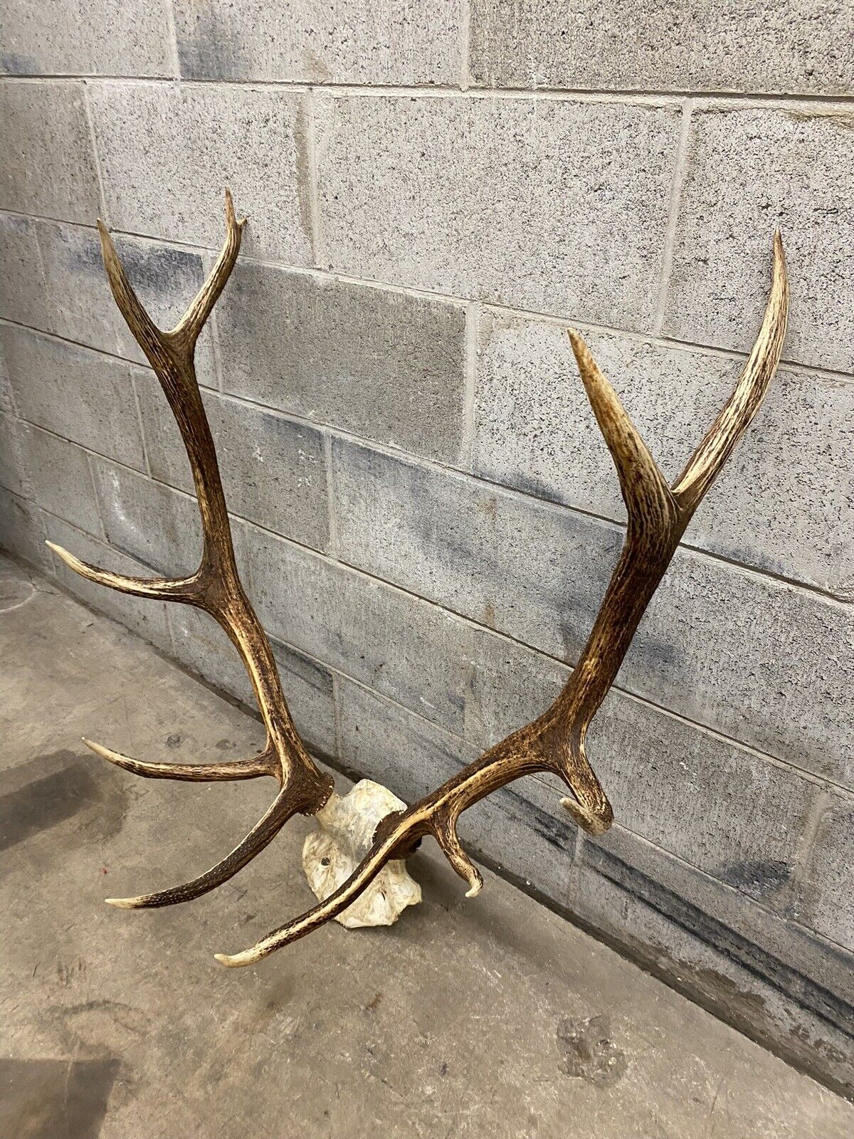 Vintage Large Red Deer Stag Antlers Horn Skull Mount Taxidermy Wall Decor