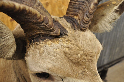Vintage Greater Kudu African Shoulder Mount Large Taxidermy