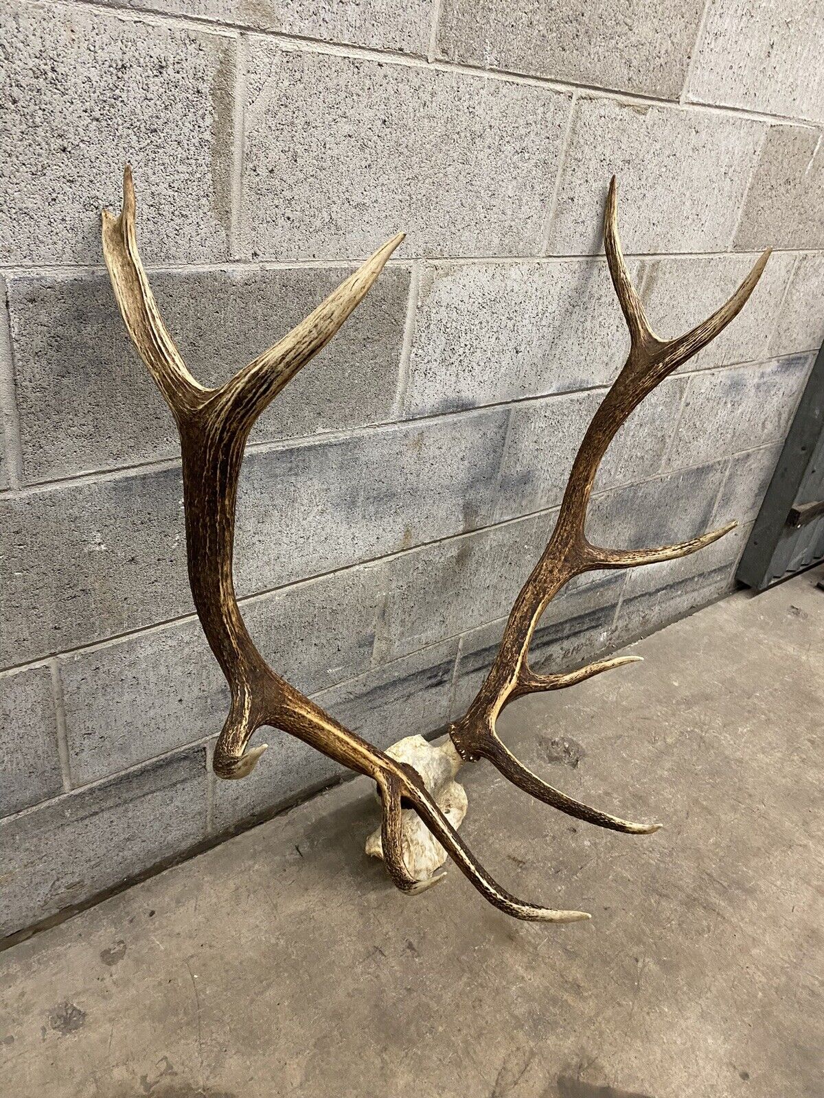 Vintage Large Red Deer Stag Antlers Horn Skull Mount Taxidermy Wall Decor