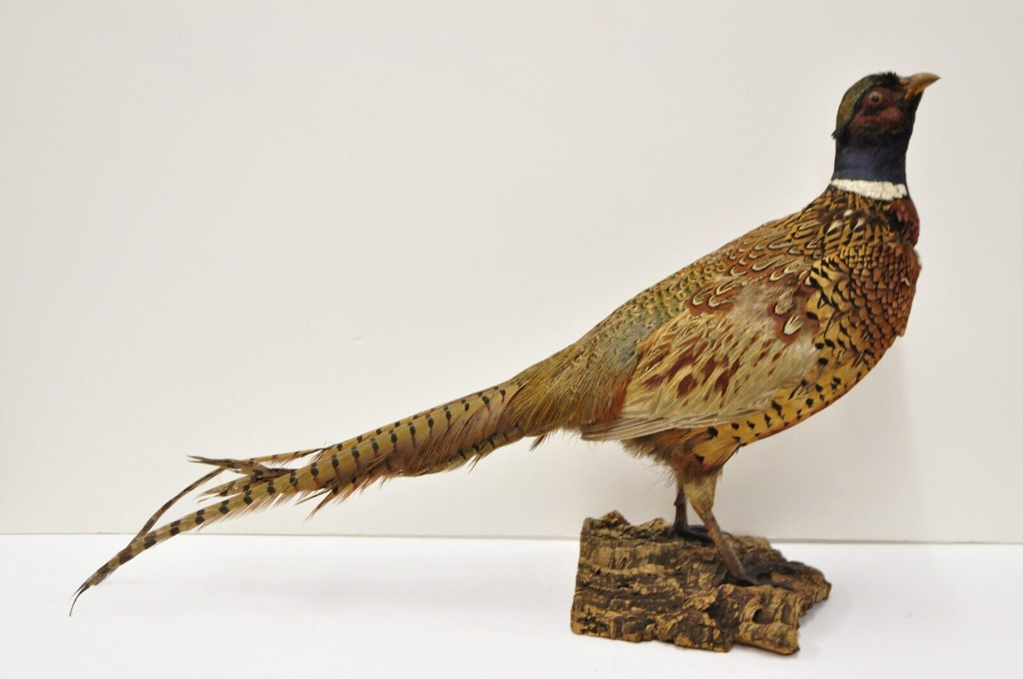 Vintage Ringneck Pheasant Bird Full Body Standing Mount Taxidermy Mancave