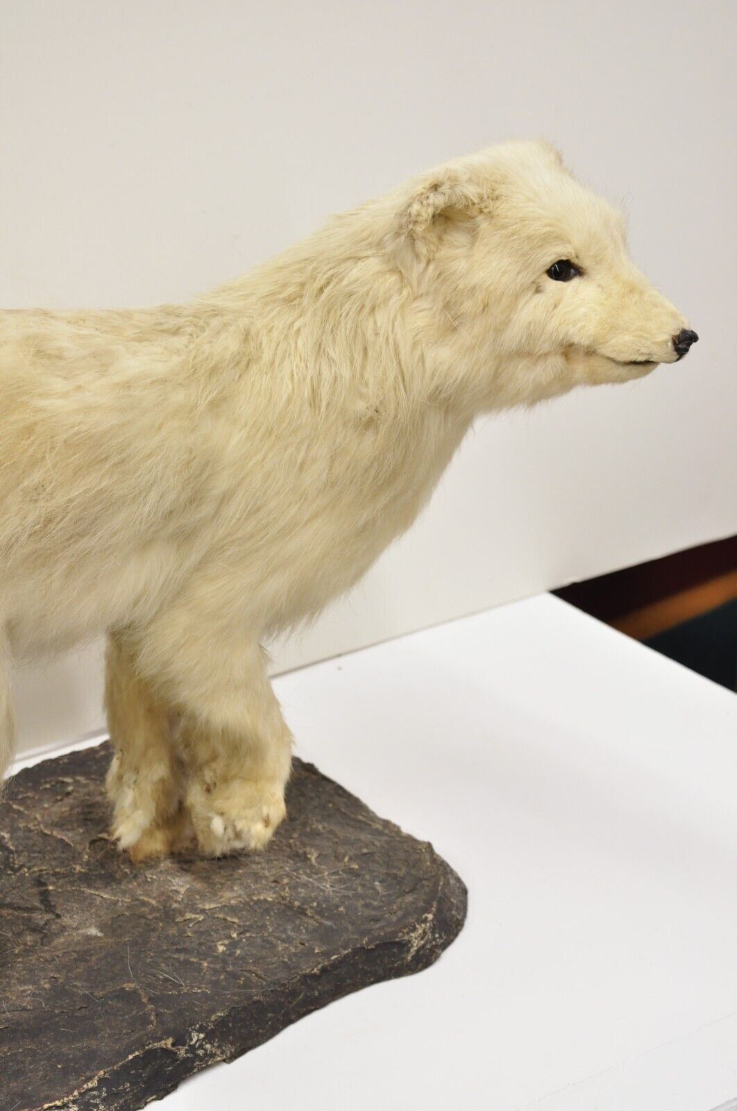 Vintage Full Body Mount Stuffed Glacier Arctic Fox Taxidermy Mancave Decor