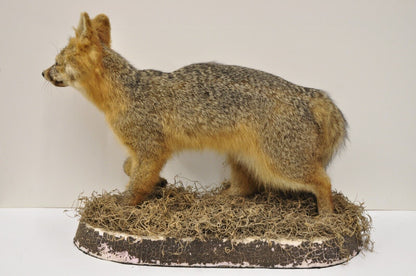 Vintage Full Body Mount Stuffed Gray Fox Taxidermy Mancave Decor