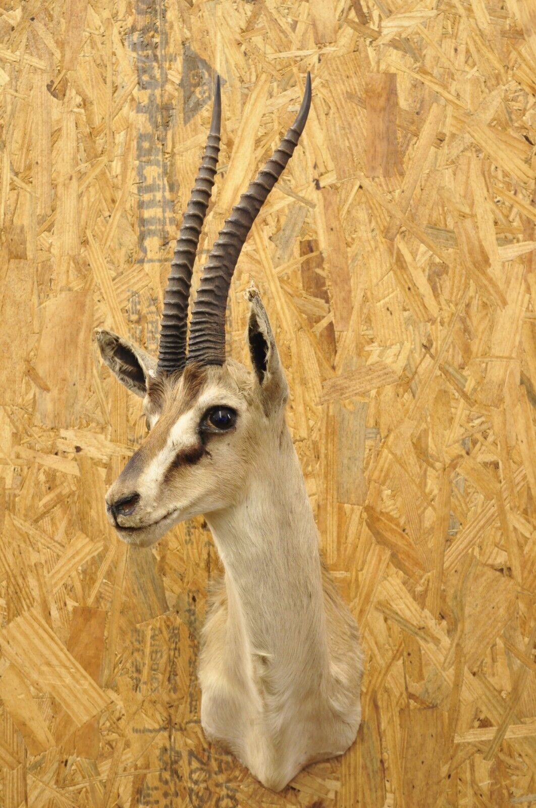 Vintage African Antelope Grant's Gazelle Horn Shoulder Mount Wall Taxidermy