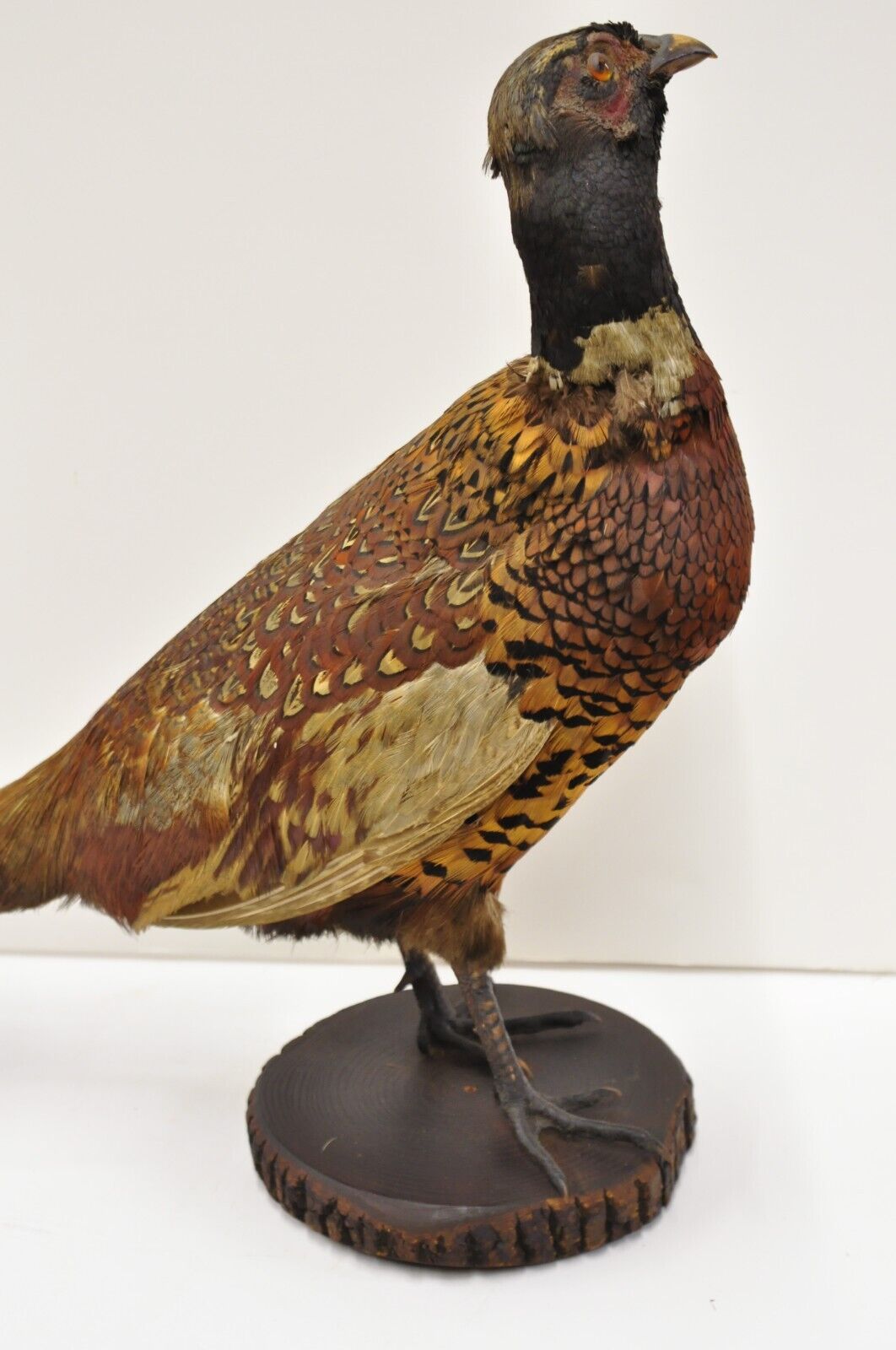 Vintage Ringneck Pheasant Bird Full Body Standing Mount Taxidermy Mancave (B)