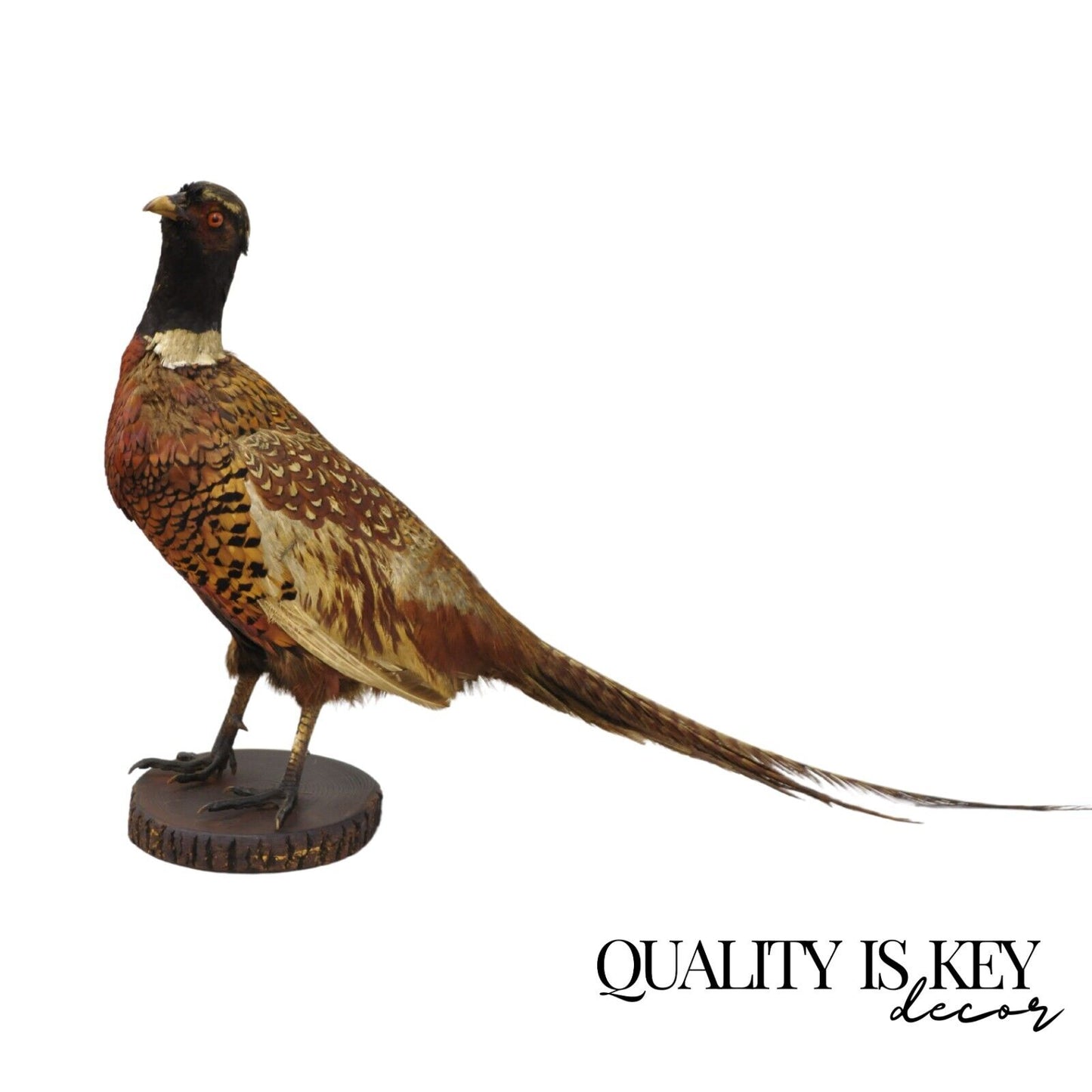 Vintage Ringneck Pheasant Bird Full Body Standing Mount Taxidermy Mancave (B)