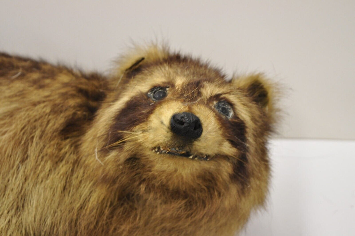 Vintage Full Body Mount Stuffed Racoon Wall Hanging Taxidermy Mancave Decor