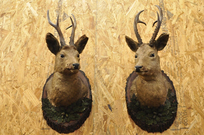 Vintage Taxidermy Deer Shoulder Mount Wall Decor w/ Metal Leaves (R&L) - a Pair