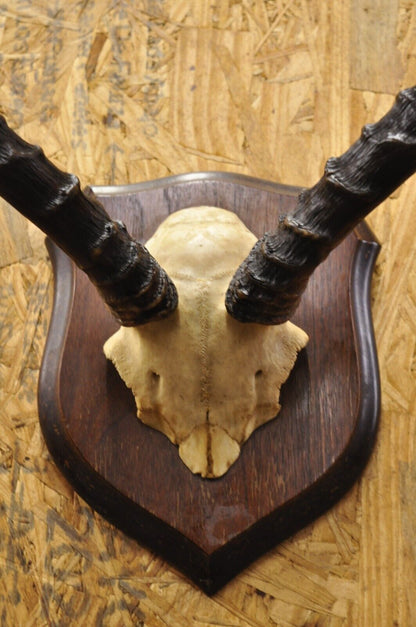 Vintage African Impala Skull Trophy Mount Antlers Taxidermy Mancave Wall Decor B