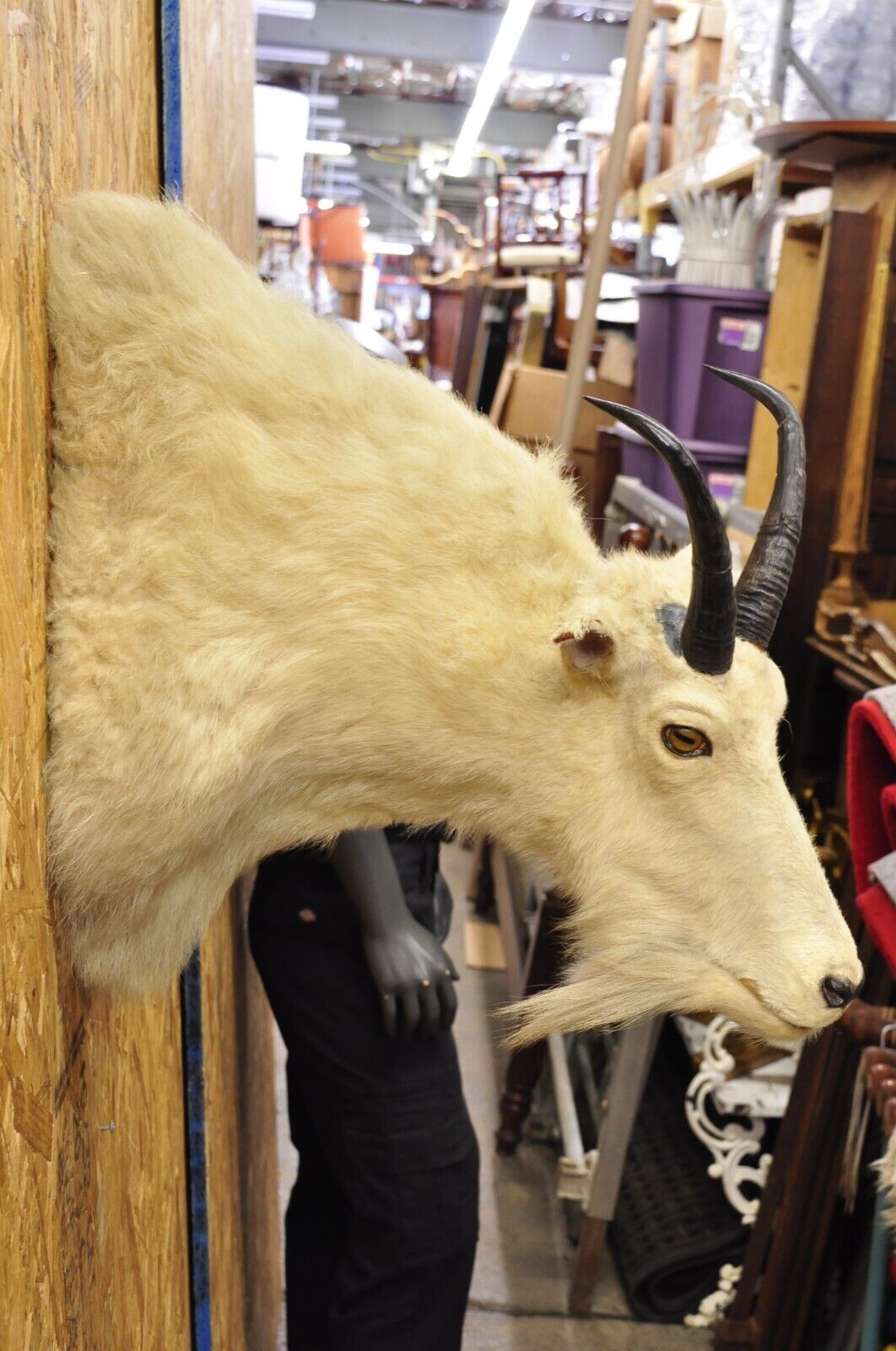 Vintage Taxidermy White Mountain Goat Head Shoulder Mount Horns Cabin Decor (B)