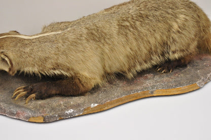 Vintage Full Body Table Mount Stuffed American Badger Taxidermy Mancave Decor