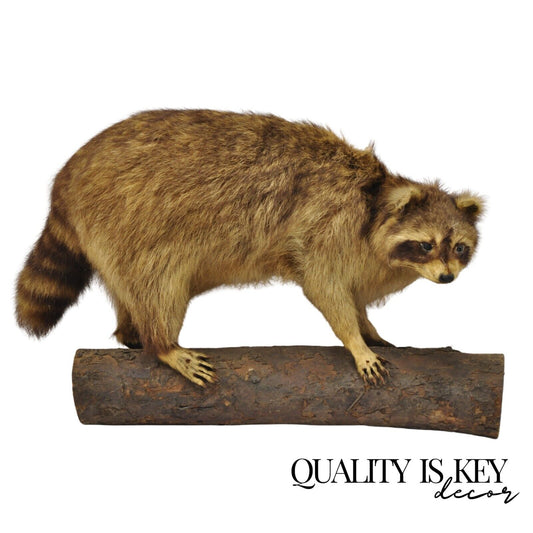 Vintage Full Body Mount Stuffed Racoon Wall Hanging Taxidermy Mancave Decor
