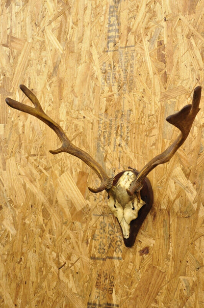 Vintage European Fallow Deer Skull Cap Mount Dama Antlers Taxidermy