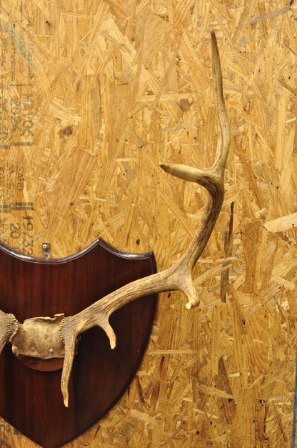 Vintage Large Deer Horn Elk Antlers Rack Skull Mount on Wooden Wall Plaque