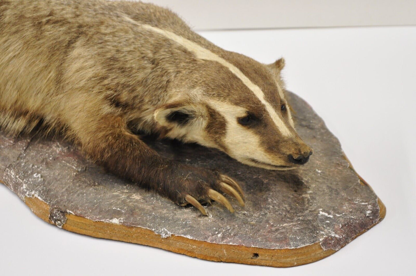 Vintage Full Body Table Mount Stuffed American Badger Taxidermy Mancave Decor