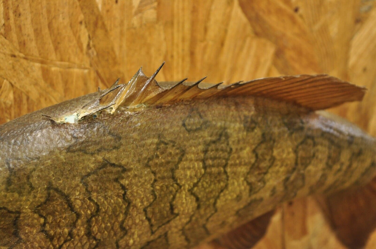 Vintage Smallmouth Bass Fish Wall Mount Taxidermy Real Skin Fishing Wall Decor