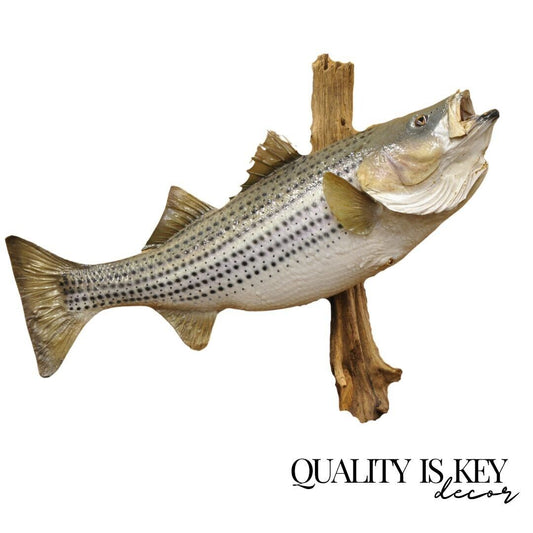 Vintage Large Striped Bass Wall Mount Taxidermy Real Skin Fishing Wall Decor