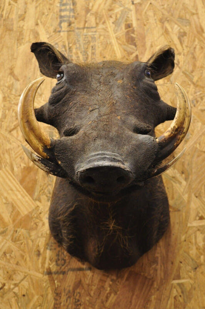 Vintage African Warthog Shoulder Mount Wall Taxidermy 6" Tusk