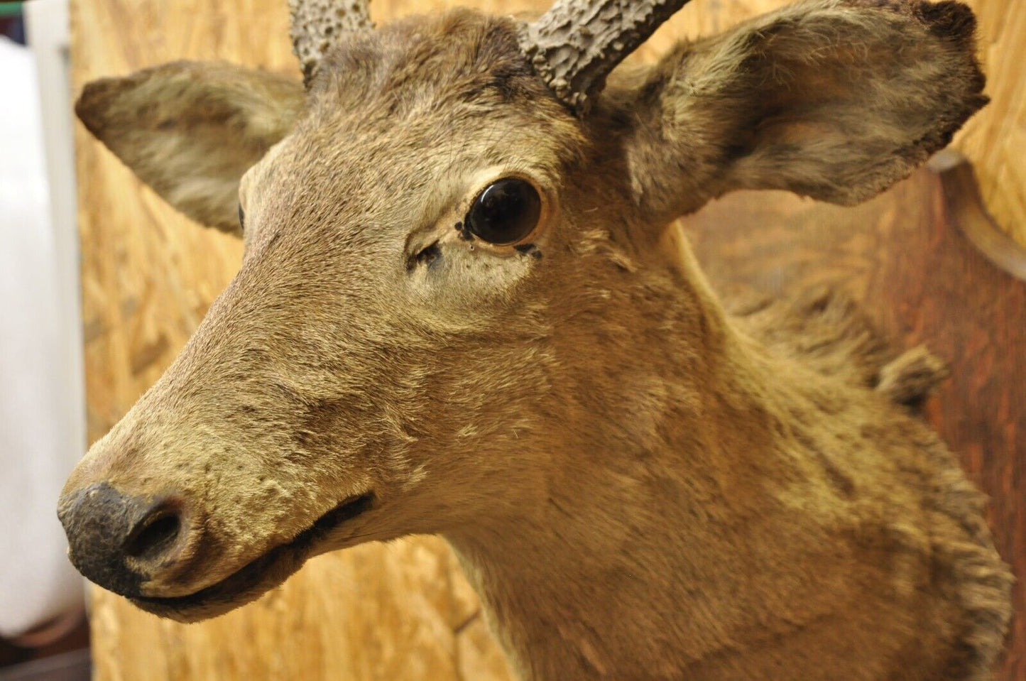 Vintage Red Deer Shoulder Mount Antler Horn Rack Taxidermy Cabin Wall Decor