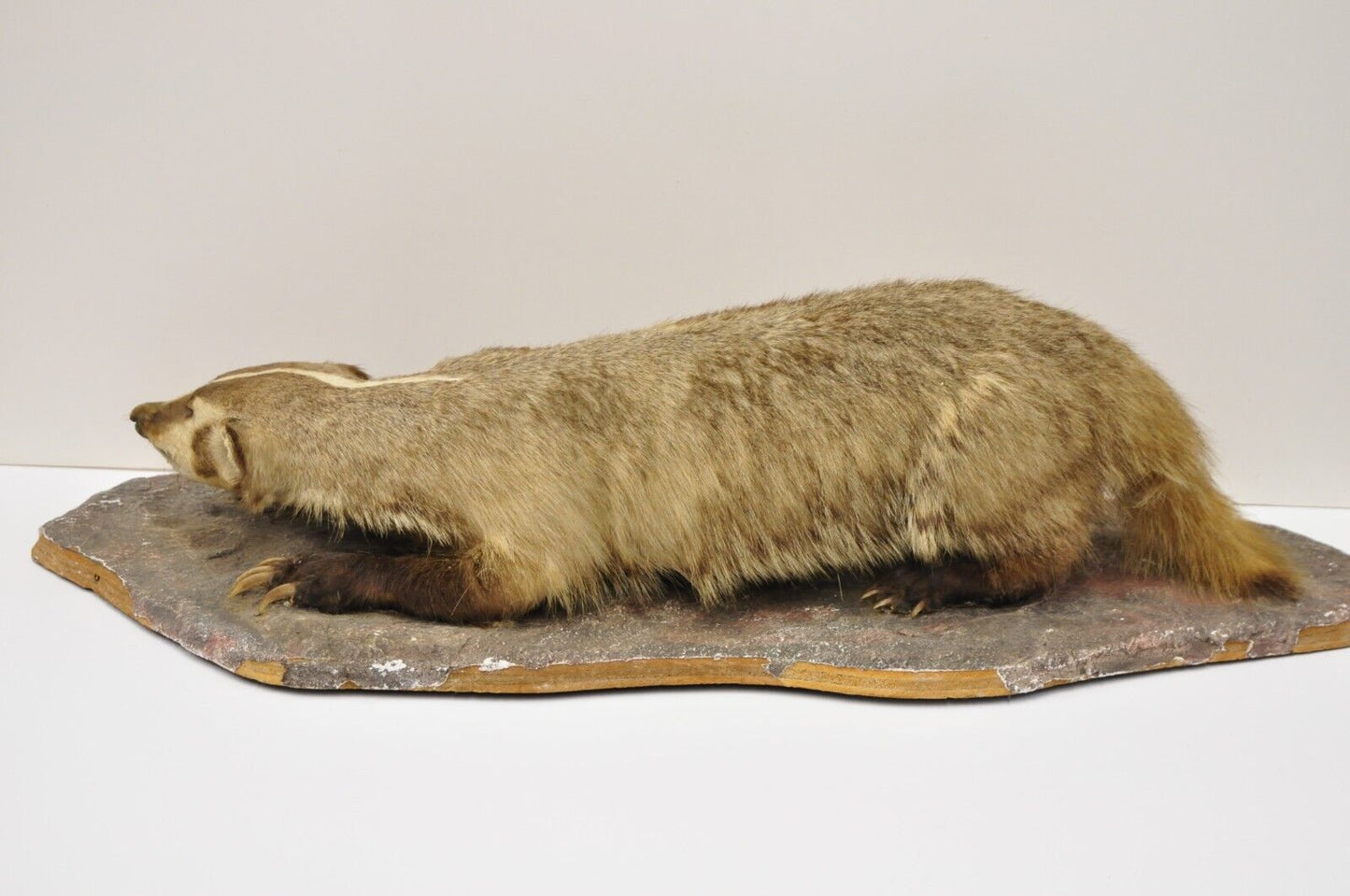 Vintage Full Body Table Mount Stuffed American Badger Taxidermy Mancave Decor