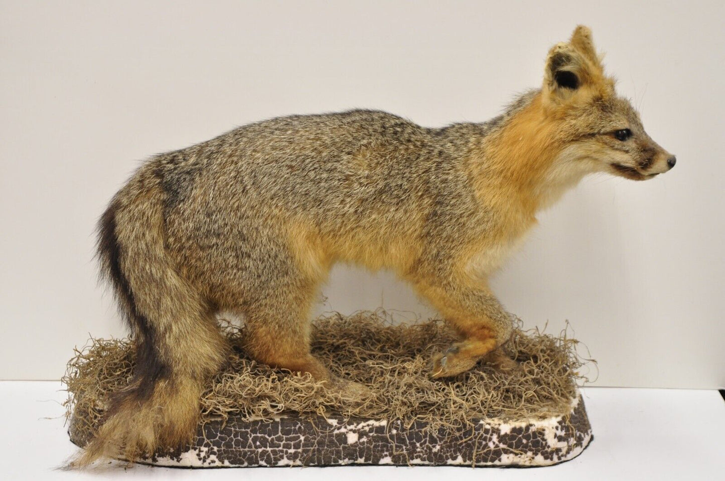 Vintage Full Body Mount Stuffed Gray Fox Taxidermy Mancave Decor