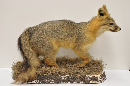 Vintage Full Body Mount Stuffed Gray Fox Taxidermy Mancave Decor