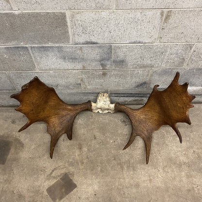 Vintage Large Moose Shed Antler Rack and Skull Taxidermy Wall Decor