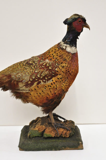 Vintage Ringneck Pheasant Bird Full Body Standing Mount Taxidermy Mancave