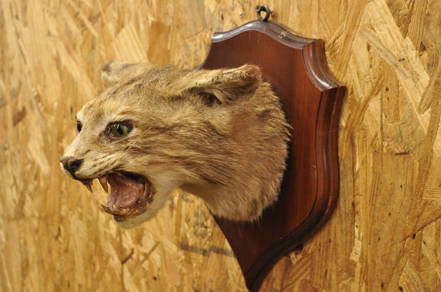 Vintage Taxidermy Bobcat Shoulder Mount on Wooden Wall Plaque Cabin Decor