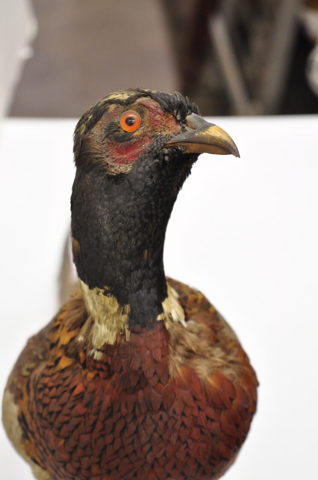 Vintage Ringneck Pheasant Bird Full Body Standing Mount Taxidermy Mancave (B)