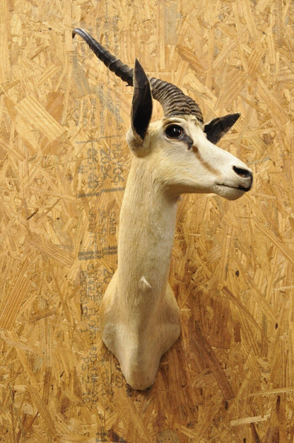 Vintage Cape Springbok Shoulder Mount Taxidermy 12" Horn Antlers Wall Decor