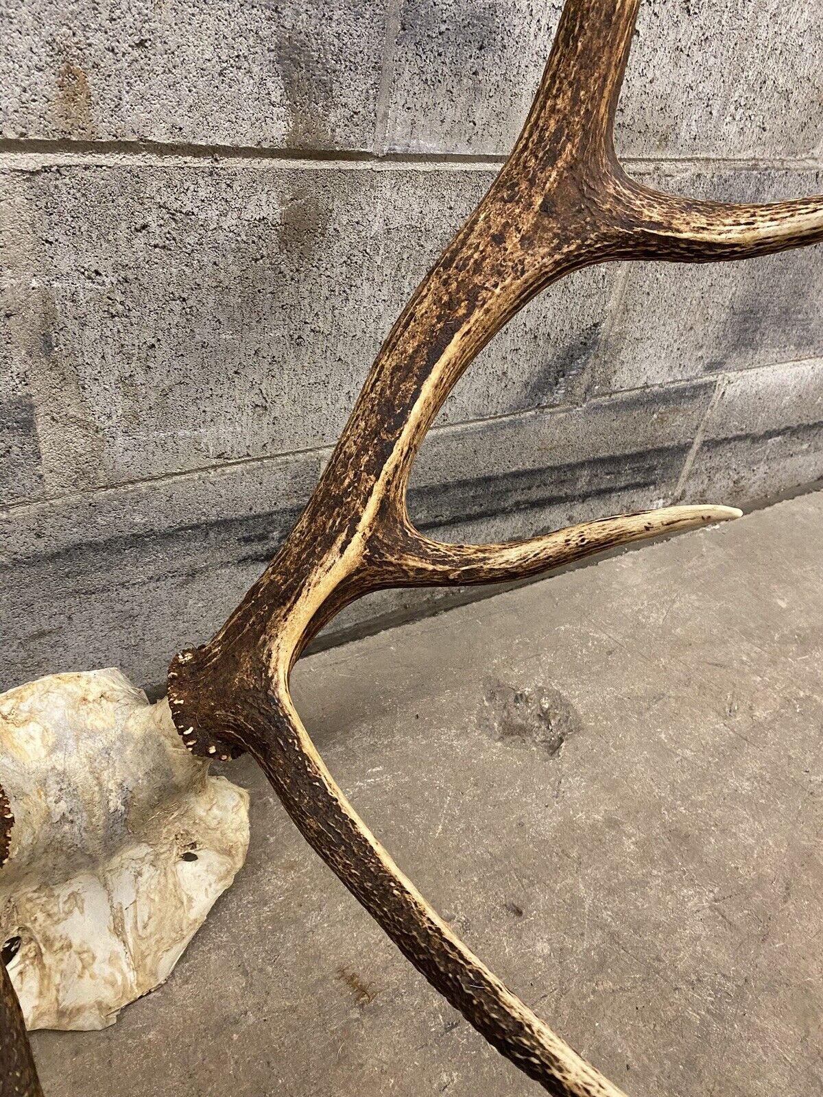 Vintage Large Red Deer Stag Antlers Horn Skull Mount Taxidermy Wall Decor