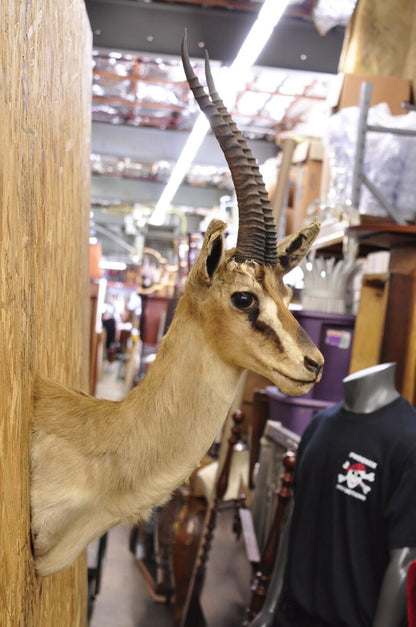 Vintage African Antelope Grant's Gazelle Horn Shoulder Mount Wall Taxidermy