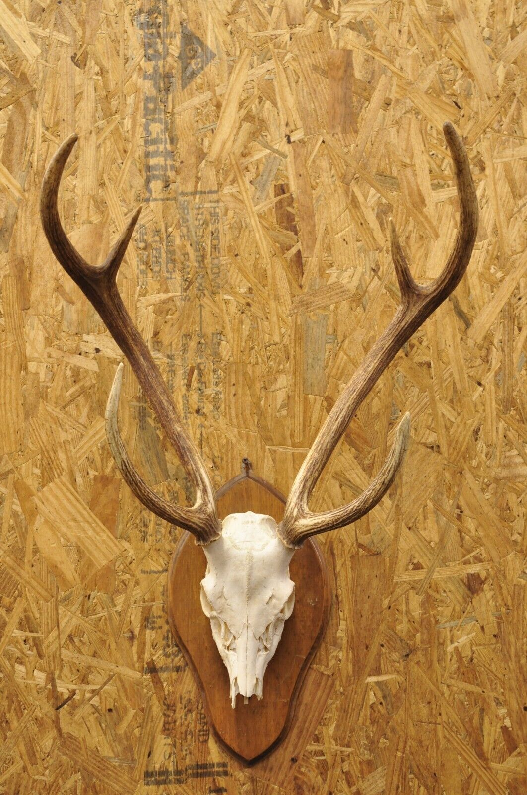 Vintage Taxidermy Red Deer Axis Elk Skull & Antler Mount on Wall Plaque