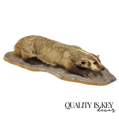 Vintage Full Body Table Mount Stuffed American Badger Taxidermy Mancave Decor