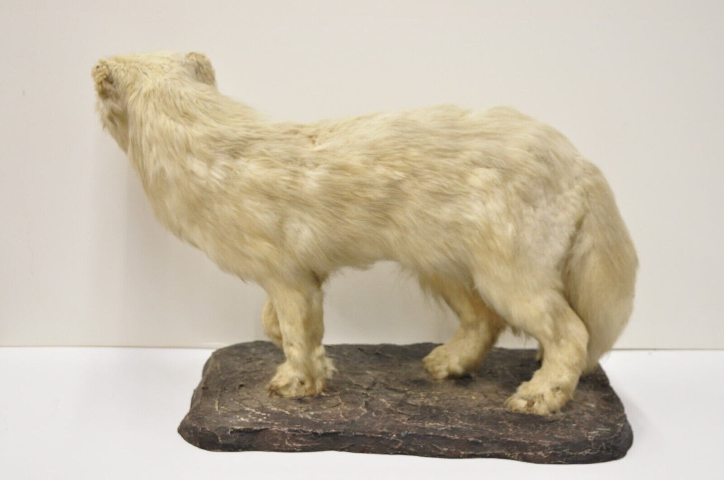 Vintage Full Body Mount Stuffed Glacier Arctic Fox Taxidermy Mancave Decor