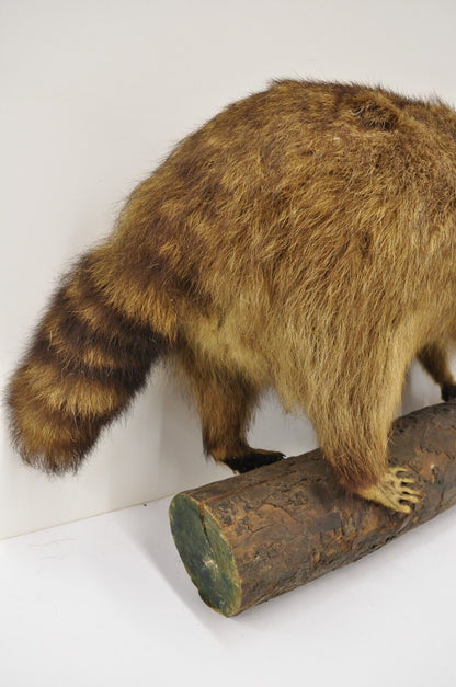 Vintage Full Body Mount Stuffed Racoon Wall Hanging Taxidermy Mancave Decor