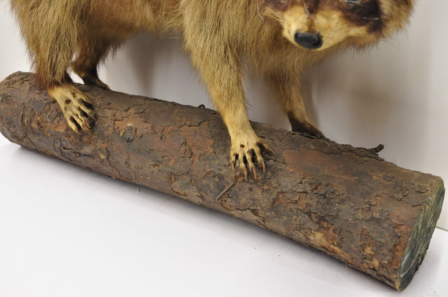 Vintage Full Body Mount Stuffed Racoon Wall Hanging Taxidermy Mancave Decor