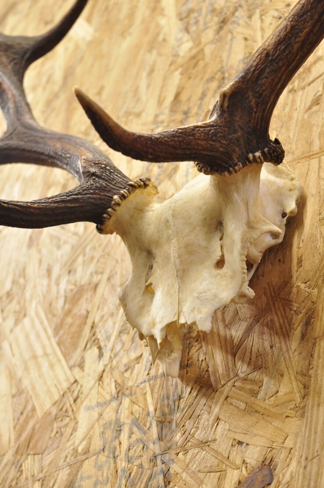 Vintage European Fallow Deer Skull Cap Mount Antlers Taxidermy Cabin Decor