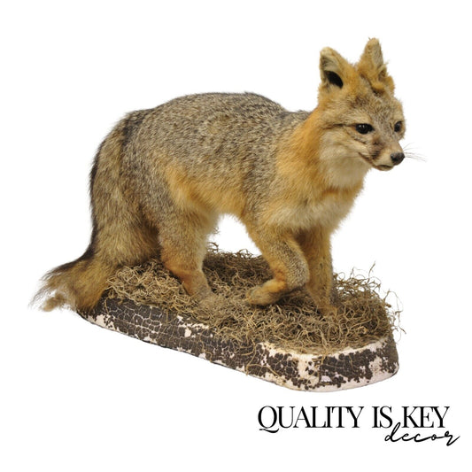 Vintage Full Body Mount Stuffed Gray Fox Taxidermy Mancave Decor