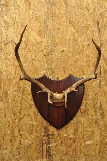 Vintage Large Deer Horn Elk Antlers Rack Skull Mount on Wooden Wall Plaque