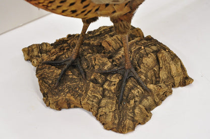 Vintage Ringneck Pheasant Bird Full Body Standing Mount Taxidermy Mancave