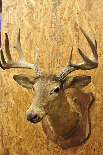 Vintage Red Deer Shoulder Mount Antler Horn Rack Taxidermy Cabin Wall Decor