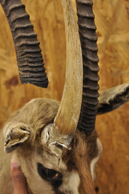 Vintage African Antelope Grant's Gazelle Horn Shoulder Mount Wall Taxidermy