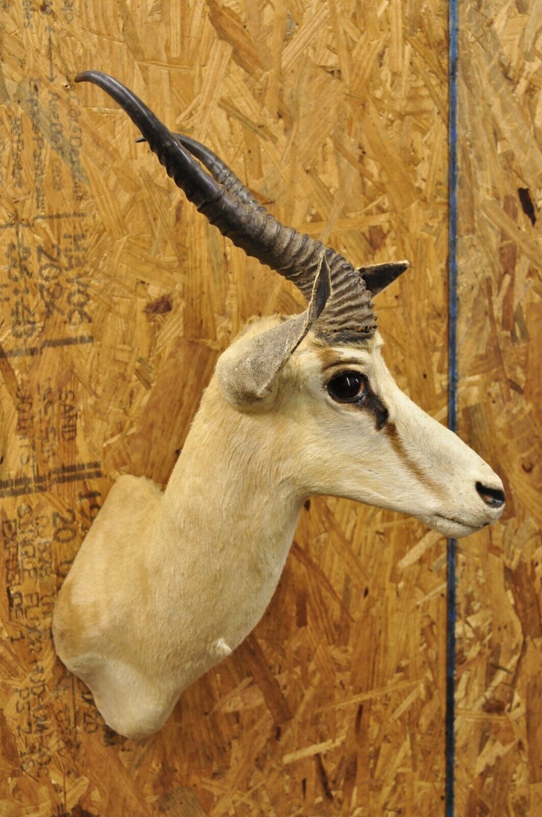 Vintage Cape Springbok Shoulder Mount Taxidermy 12" Horn Antlers Wall Decor