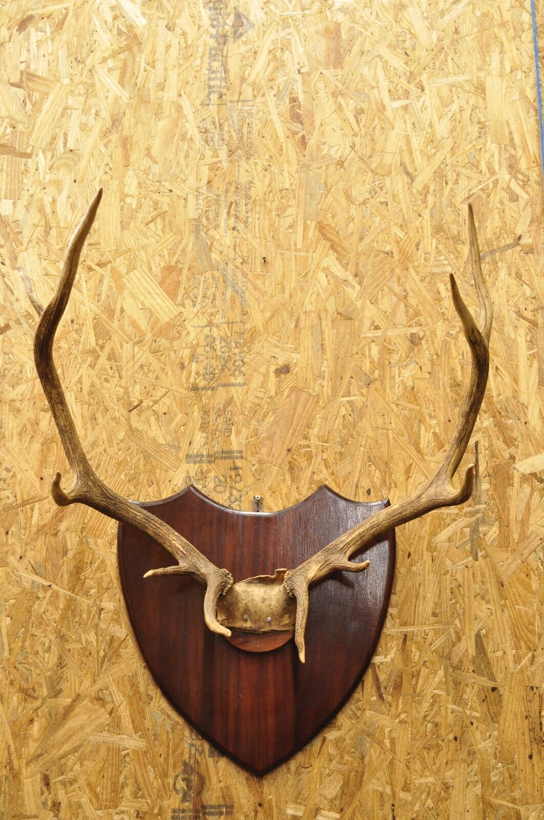 Vintage Large Deer Horn Elk Antlers Rack Skull Mount on Wooden Wall Plaque