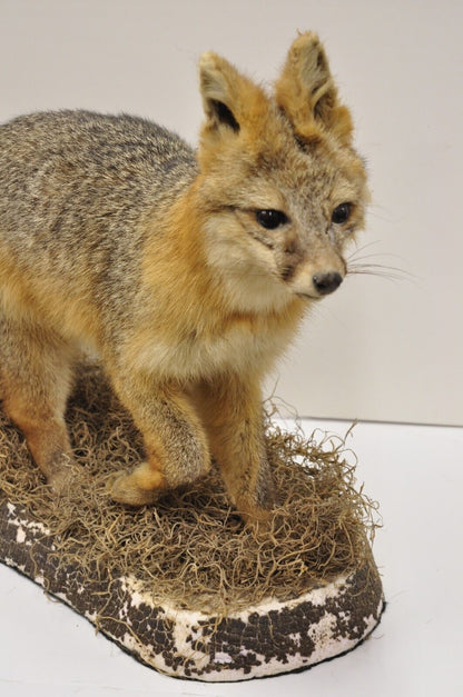 Vintage Full Body Mount Stuffed Gray Fox Taxidermy Mancave Decor